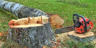 How Our Tree Care Process Works  in  Le Grand, CA