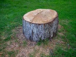 Best Fruit Tree Pruning  in Le Grand, CA