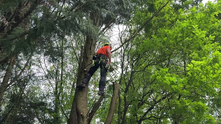 Best Tree Removal  in Le Grand, CA
