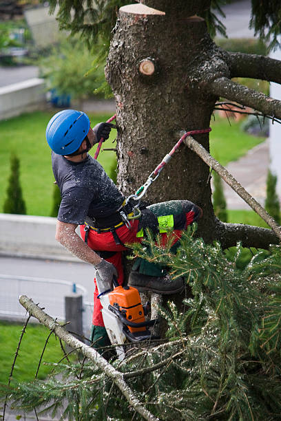  Le Grand, CA Tree Removal Pros