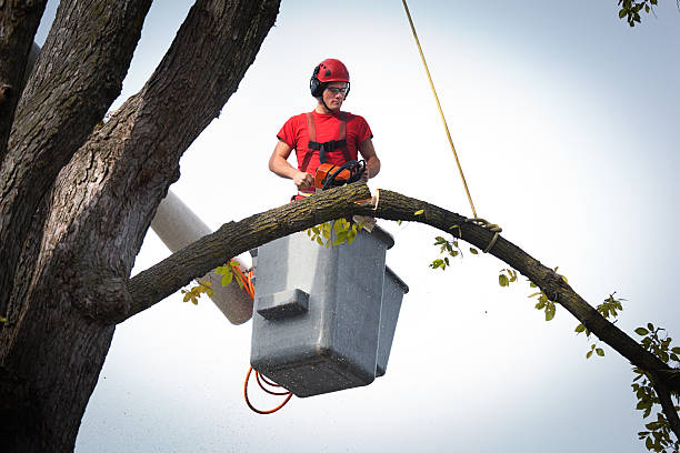 Best Root Management and Removal  in Le Grand, CA